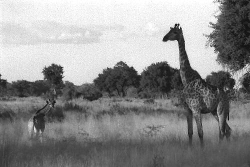 Mama Giraffe and Baby