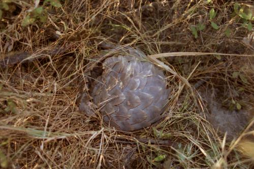 Pangolin