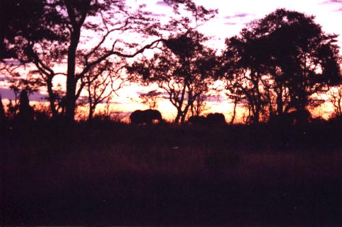 Elephants at Sunset