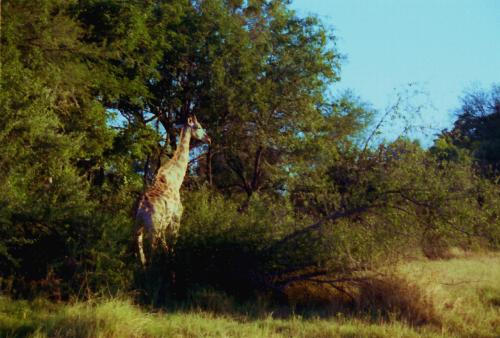 Giraffe Near Pom Pom