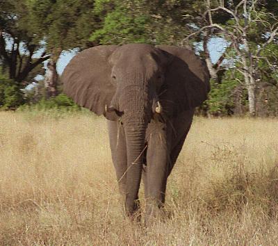 Elephant near Shindi