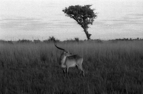 Shindi's Pet Lechwe