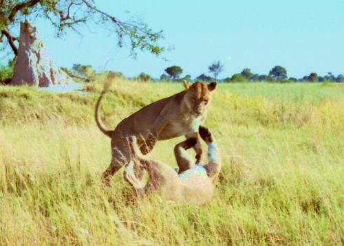 Lionesses