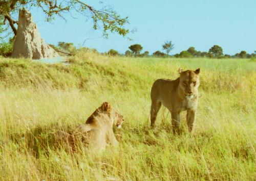 Lionesses