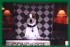 Lily, the Monaco Doggie Concierge
