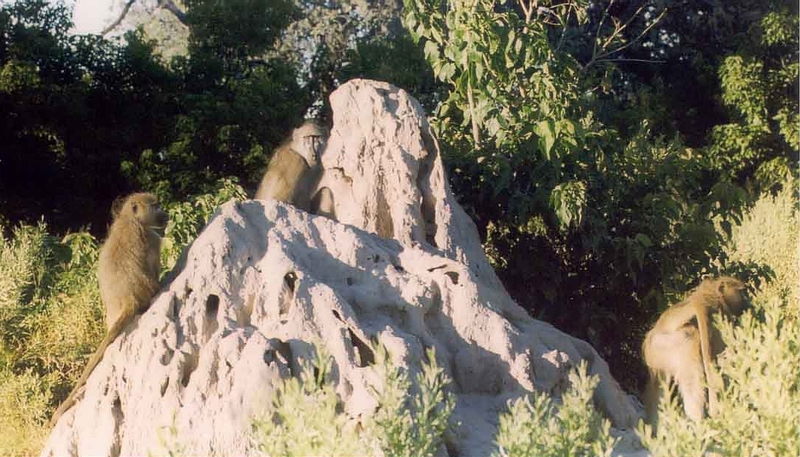 Baboons on Termite Mound