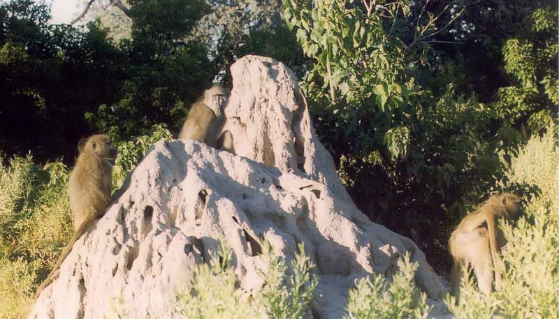 Baboons on Termite Mound