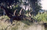 Baboons