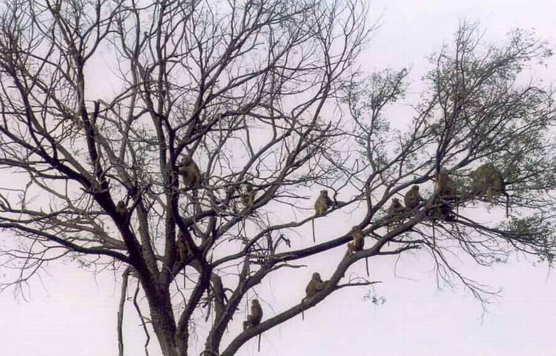 Baboons in Tree