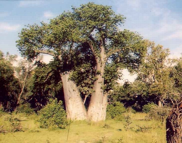 Baobab Tree