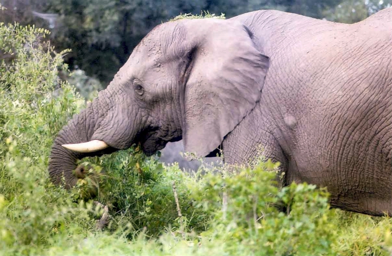 Elephant