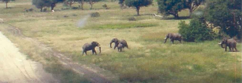 Elephants on Shinde Airstrip