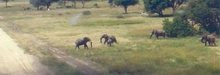 Elephants on Shinde Airstrip - RH Photo