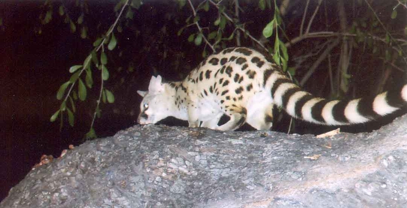 Genet - Shinde