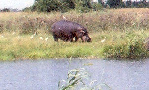 Hippo