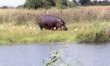 Hippo