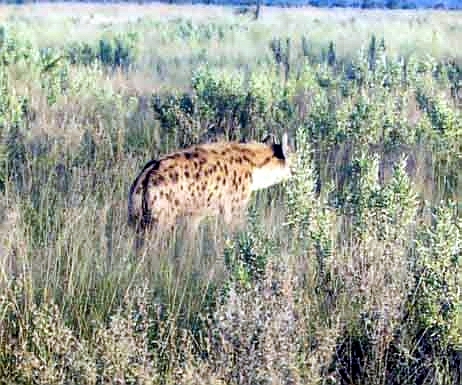 Spotted Hyena