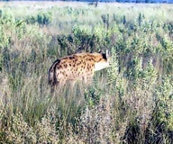 Spotted Hyena