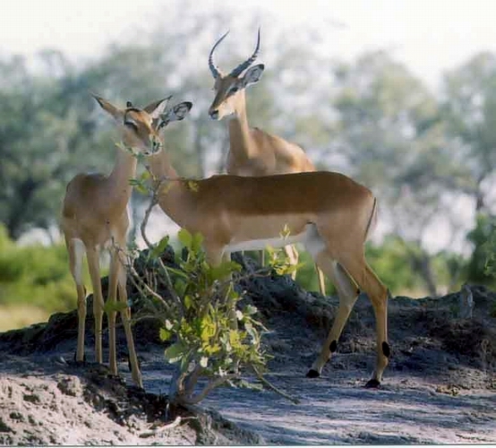 Impalas