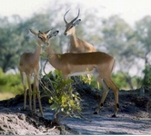 Impala