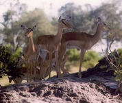 Impala