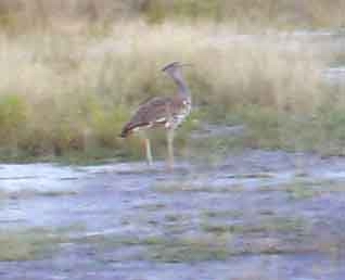 Kori Bustard