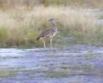 Kori Bustard