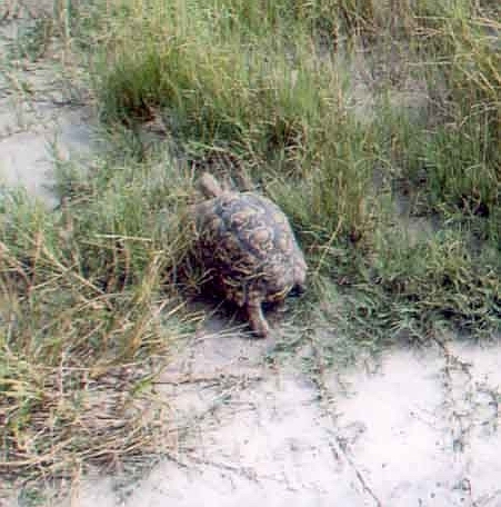 Leopard Tortoise - Selinda