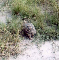 Leopard Tortoise - Selinda