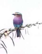 Lilac Breasted Roller