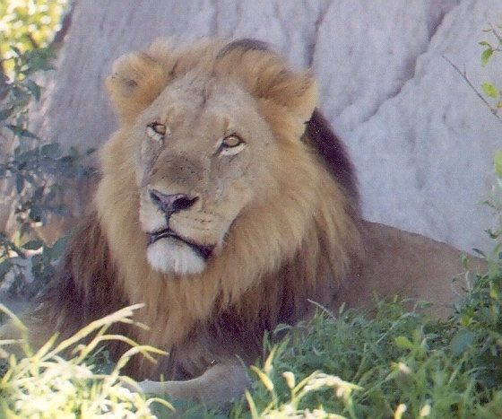 Corel Lion