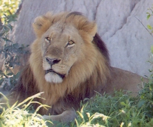 Corel Lion