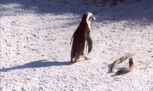 Penguins in Cape Town