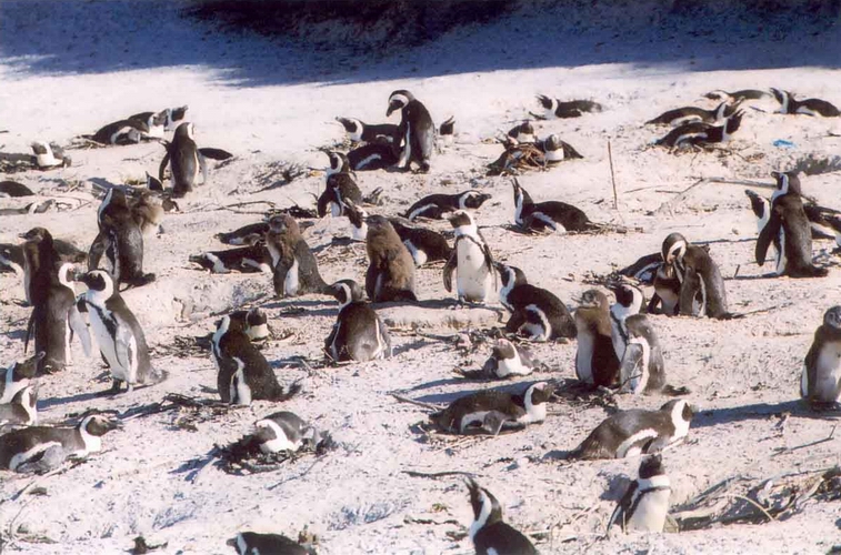 Penguins in Cape Town