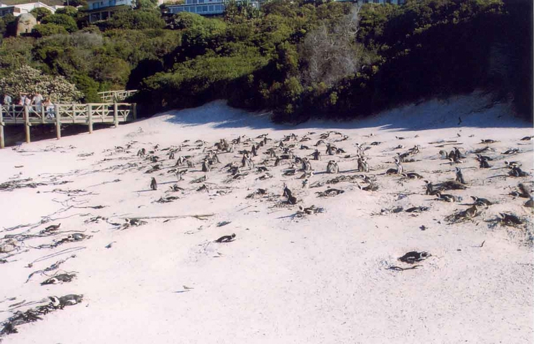 Penguins in Cape Town