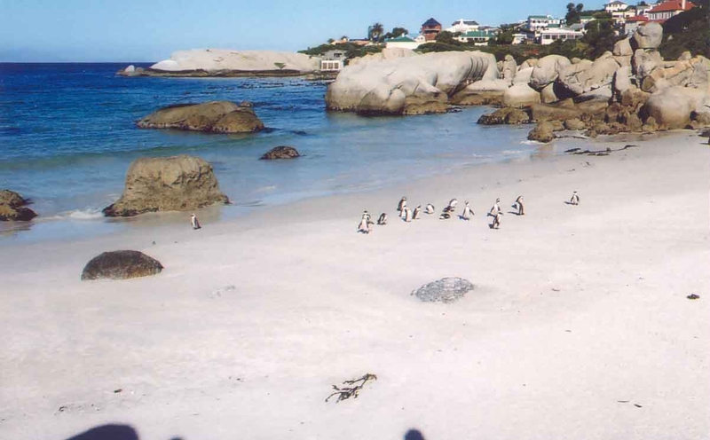 Penguins in Cape Town