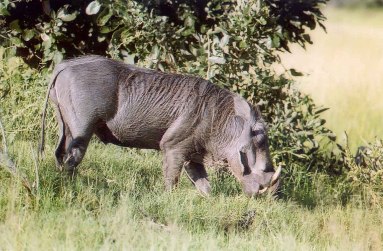 Warthog