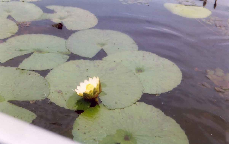 Water Lily from Mokoro