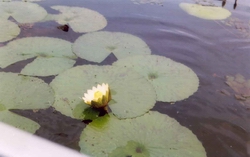 Water Lily from Mokoro