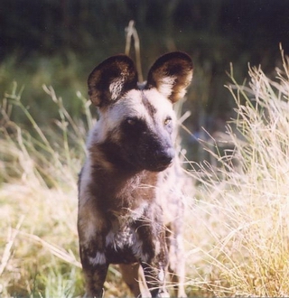 Wild Dog at Selinda