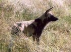 Wild Dog at Selinda