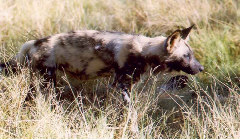 Wild Dog at Selinda