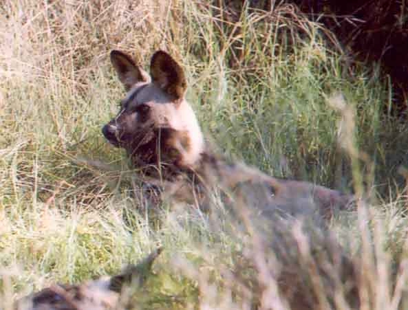 Wild Dog at Selinda