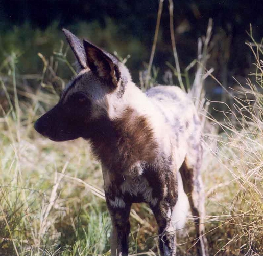 Wild Dog at Selinda