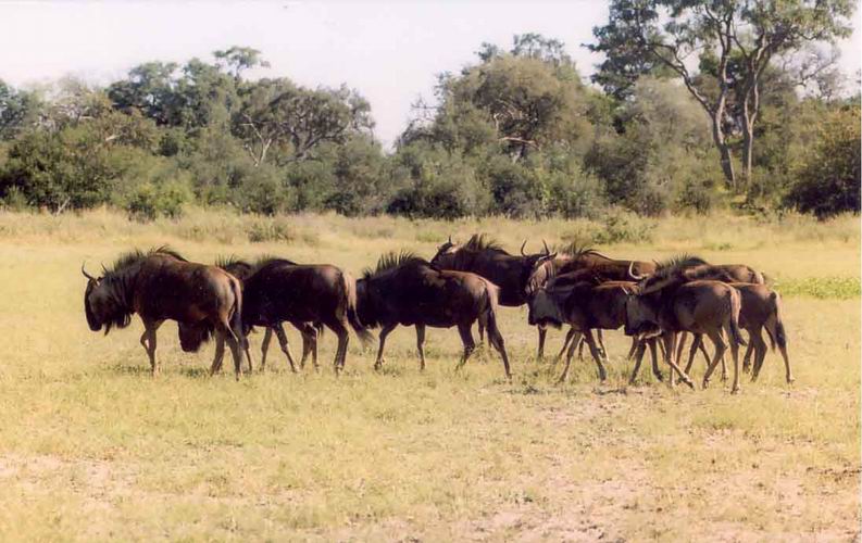 Wildebeest