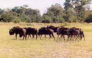 Wildebeest