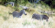 Zebras