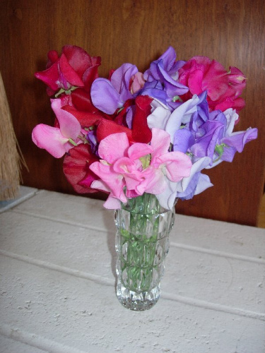 Sweet Peas