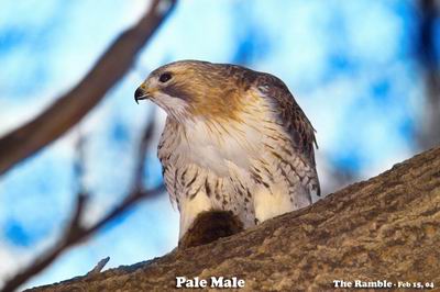 Pale Male