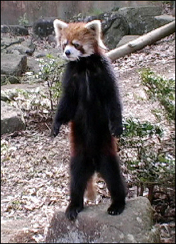 Lesser Panda